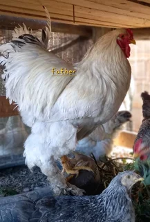 Potchefstroom Koekoek Impangele x Brahma for sale