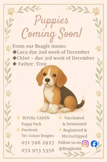 Beagle puppies available soon