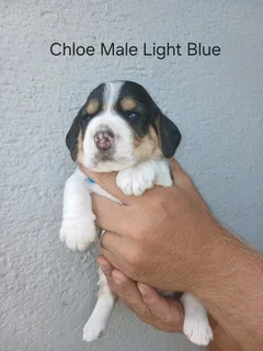 Pure Bred Tri Colour Beagle Puppies