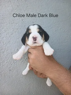 REGISTERED PURE BRED TRI COLOUR BEAGLE PUPPIES