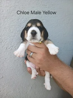 REGISTERED PURE BRED TRI COLOUR BEAGLE PUPPIES