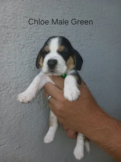 REGISTERED PURE BRED TRI COLOUR BEAGLE PUPPIES