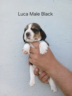 REGISTERED PURE BRED TRI COLOUR BEAGLE PUPPIES