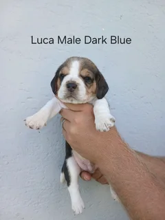 REGISTERED PURE BRED TRI COLOUR BEAGLE PUPPIES