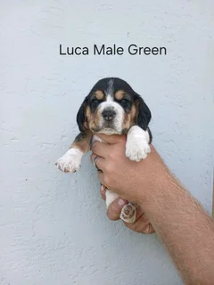 REGISTERED PURE BRED TRI COLOUR BEAGLE PUPPIES