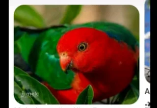 Gorgeous Australian King parrot tame