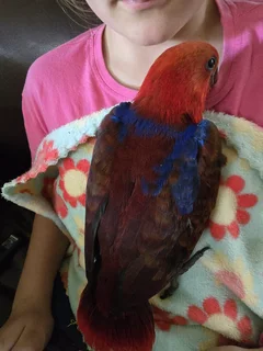 Gorgeous tame Eclectus parrot