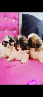 Pekingese puppies