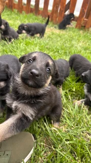 German Shepard puppies for sale - available from December 2025