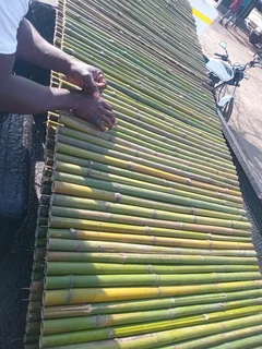 Bamboo fencing