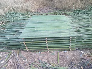 Bamboo fencing