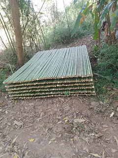 Bamboo fencing