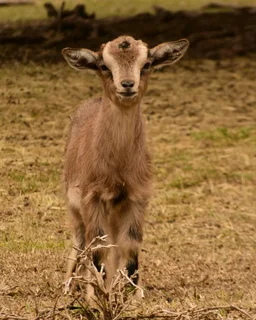 Dwarf Goat Breeding Pair