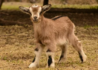 Dwarf Goat Breeding Pair