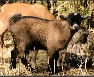 Dwarf Goar Kid Ram
