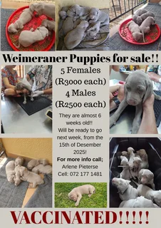 Weimeraner Puppies