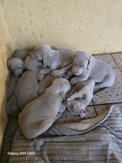 Weimeraner Puppies