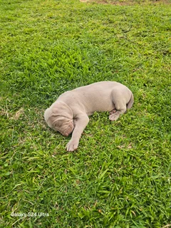 Weimeraner Puppies