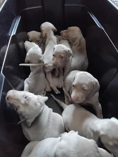 Weimeraner Puppies