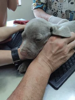 Weimeraner Puppies