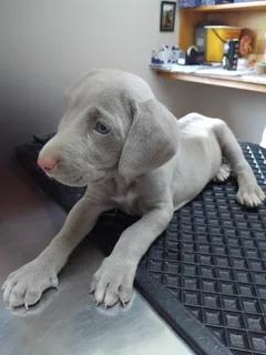 Weimeraner Puppies