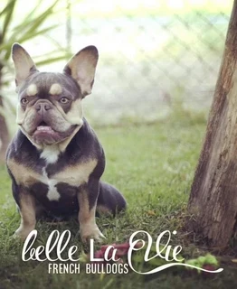French Bulldogs Western Cape