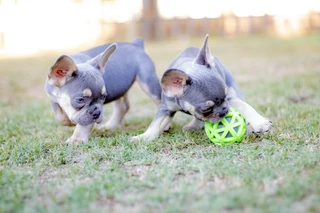 FRENCH BULLDOGS WESTERN CAPE