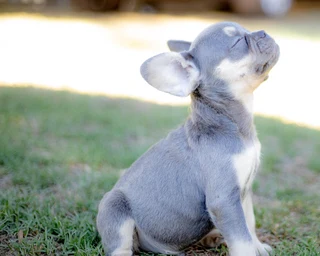 FRENCH BULLDOGS WESTERN CAPE