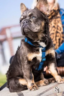 FRENCH BULLDOGS WESTERN CAPE