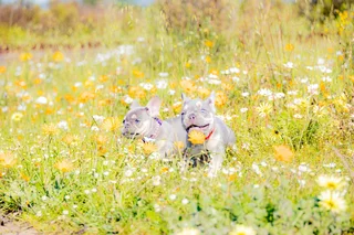French Bulldog Puppies