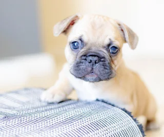 French Bulldog Puppy