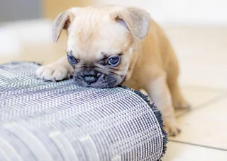 French Bulldog Puppy