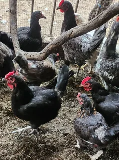 Chicken - Ad posted by Hosea Thaver