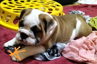 Stunning English Bulldog puppies looking for a home