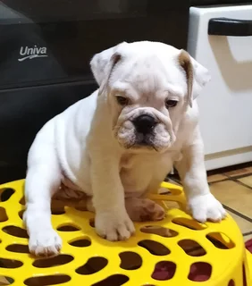 Stunning English Bulldog puppies looking for a home