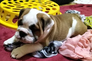 Stunning English Bulldog puppies looking for a home