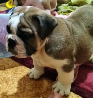 Stunning English Bulldog puppies looking for a home