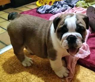 Stunning English Bulldog puppies looking for a home