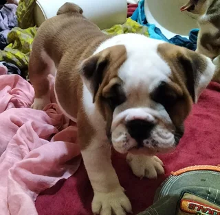 Stunning English Bulldog puppies looking for a home