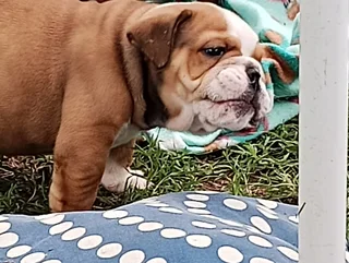 Kusa Registered English Bulldog Puppies Ready to Rehome