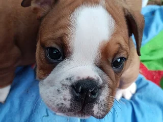 Kusa Registered English Bulldog Puppies Ready to Rehome