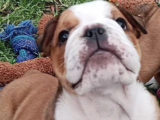 Kusa Registered English Bulldog Puppies Ready to Rehome