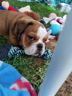 Kusa Registered English Bulldog Puppies Ready to Rehome