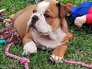 Kusa Registered English Bulldog Puppies Ready to Rehome