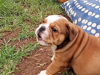 Kusa Registered English Bulldog Puppies Ready to Rehome
