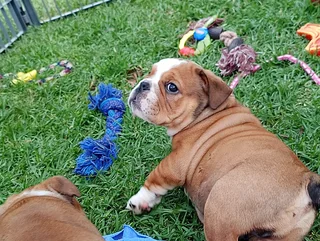 Kusa Registered English Bulldog Puppies Ready to Rehome