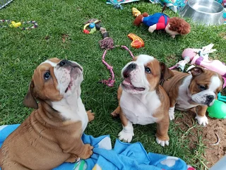Kusa Registered English Bulldog Puppies Ready to Rehome
