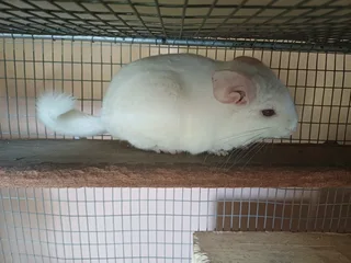 Chinchillas for sale