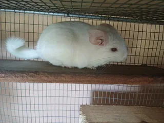 Chinchillas for sale