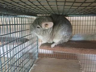Chinchillas for sale